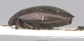 Media type: image;   Entomology 6020 Aspect: habitus lateral view